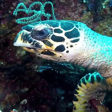 Baliku Dive Resort-3